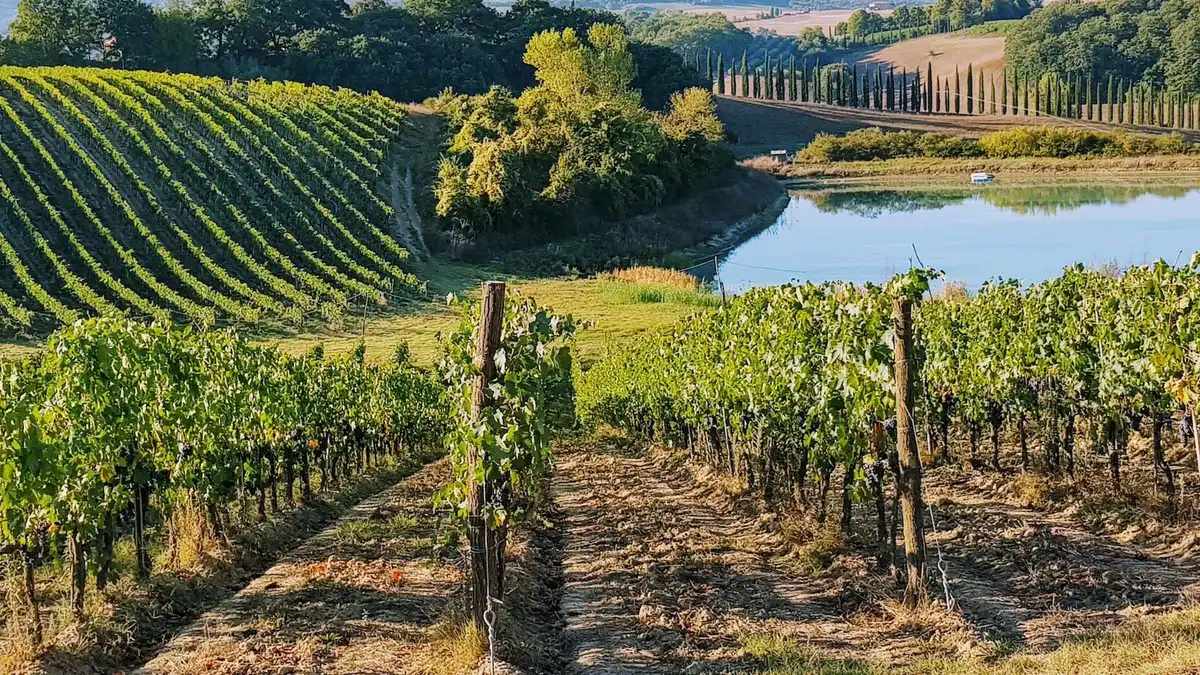 Low evening sun over Chianti vineyards during a sunset wine tasting tour from Florence